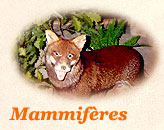 mammifères sauvages du Marais
